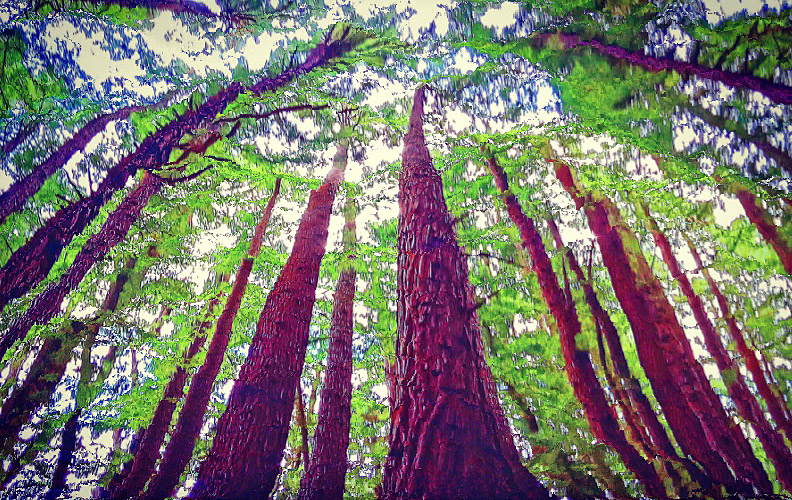 Californian redwoods Warburton this one post