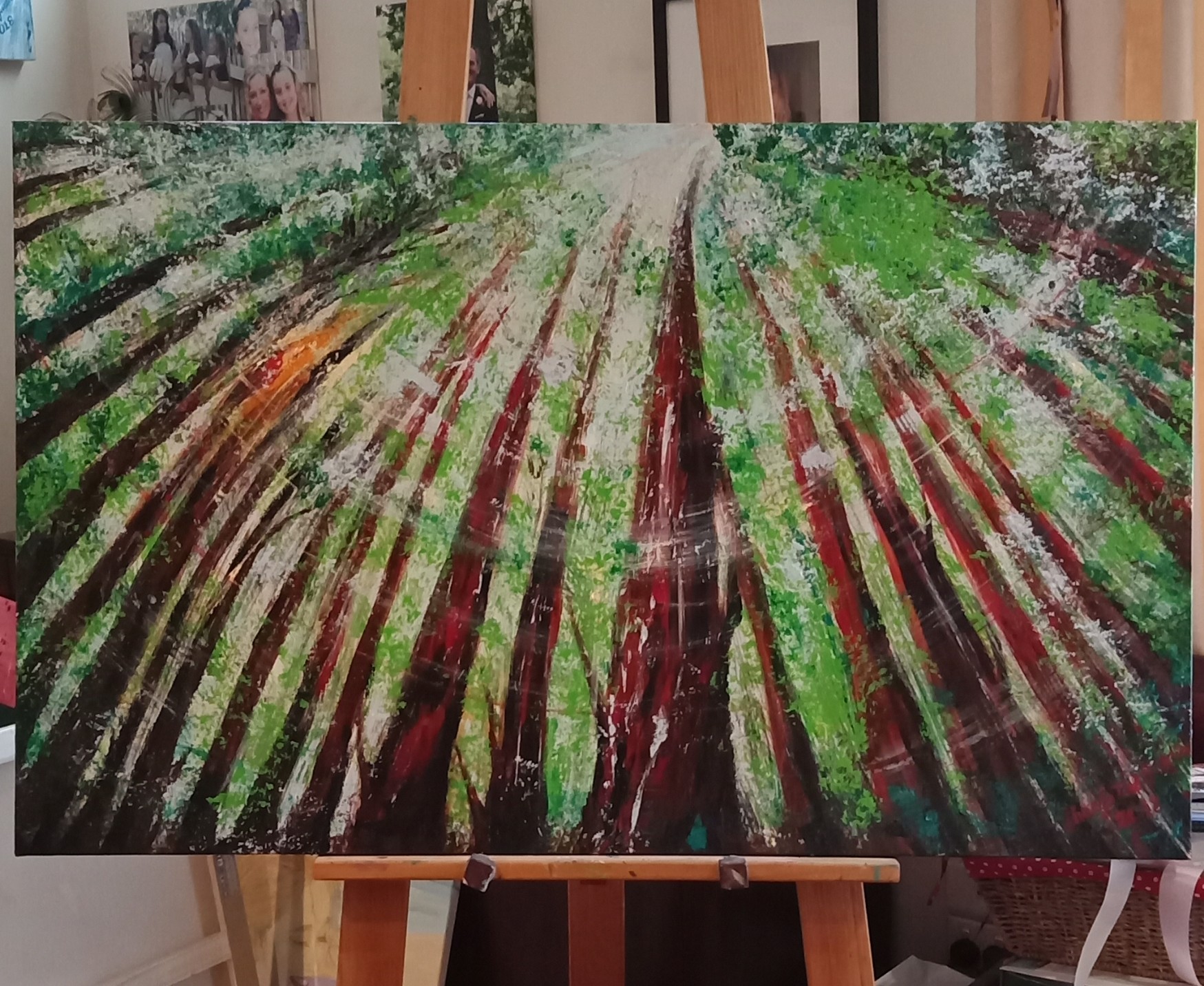 In touch with Californian Redwoods Forest, Warburton, Victoria